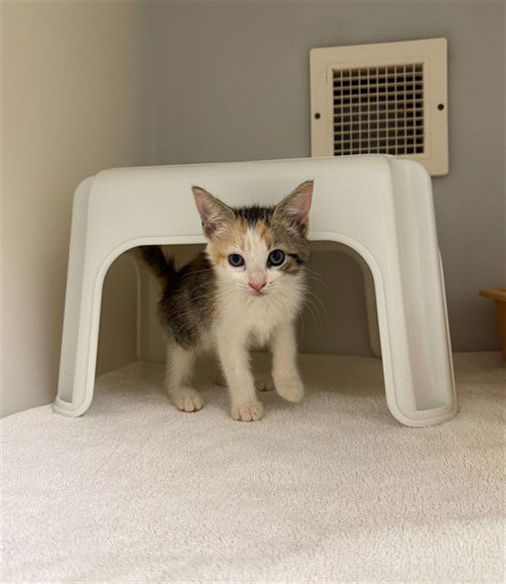adoptable Cat in Statesville, NC named MUSA