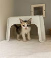 adoptable Cat in  named MUSA