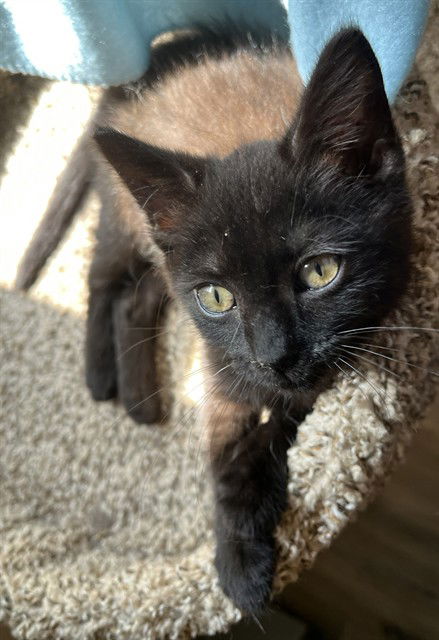 adoptable Cat in Statesville, NC named CINDER