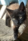 adoptable Cat in  named CINDER