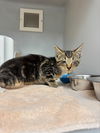adoptable Cat in statesville, NC named SOCKS