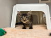 adoptable Cat in statesville, NC named SKUNK
