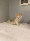 adoptable Cat in statesville, NC named TIMMY