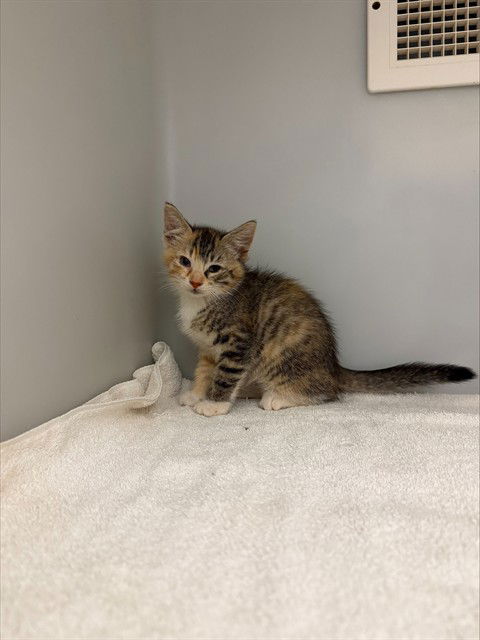 adoptable Cat in Statesville, NC named TECNA