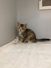 adoptable Cat in statesville, NC named TECNA