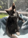 adoptable Cat in statesville, NC named SOREN