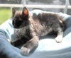 adoptable Cat in statesville, NC named ZURI