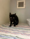 adoptable Cat in statesville, NC named TALULLAH