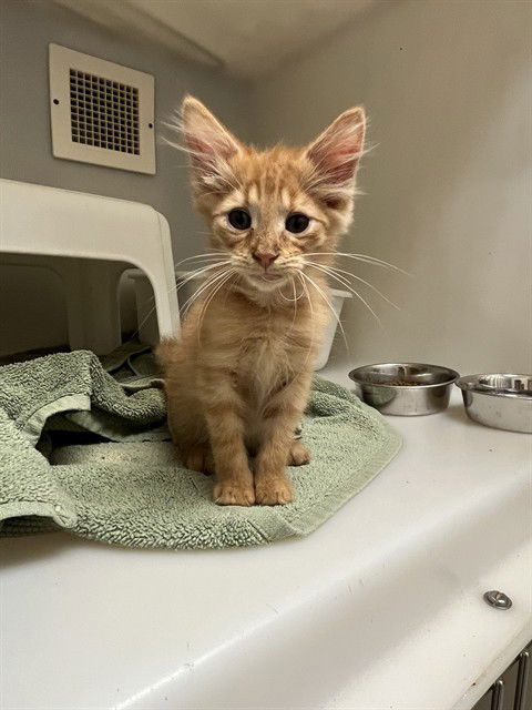 adoptable Cat in Statesville, NC named HELIA