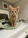 adoptable Cat in  named HELIA