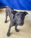 adoptable Dog in  named CRAIG