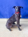 adoptable Dog in  named CHARLOTTE