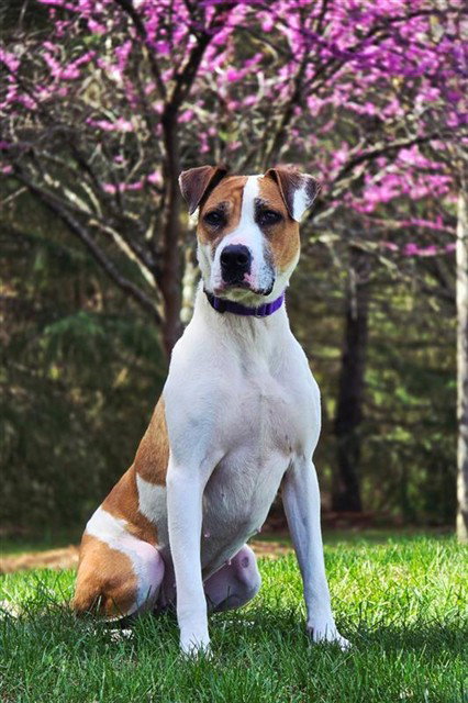 IVY, an adoptable Pit Bull Terrier in Statesville, NC
