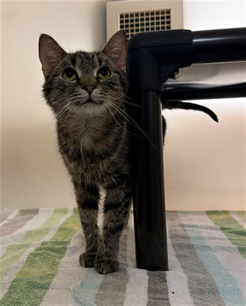 MATILDA, an adoptable Domestic Short Hair in Statesville, NC