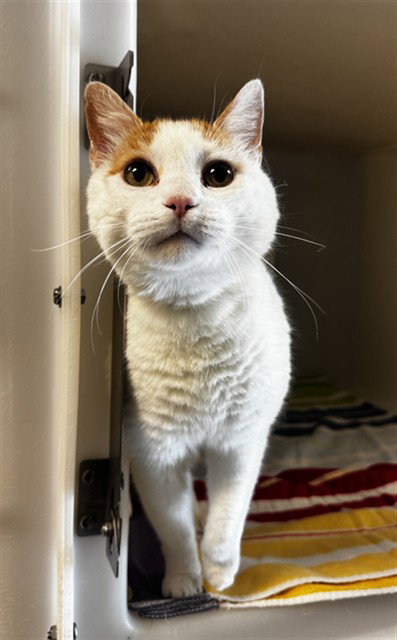 J.D., an adoptable Domestic Short Hair in Statesville, NC