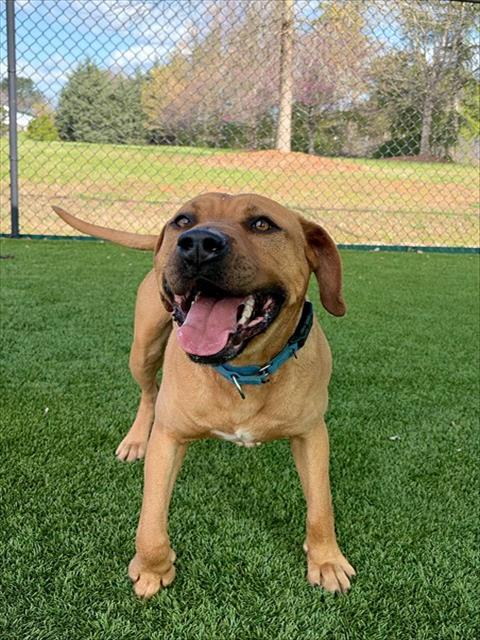 FAT BOY, an adoptable American Pit Bull Terrier in Statesville, NC