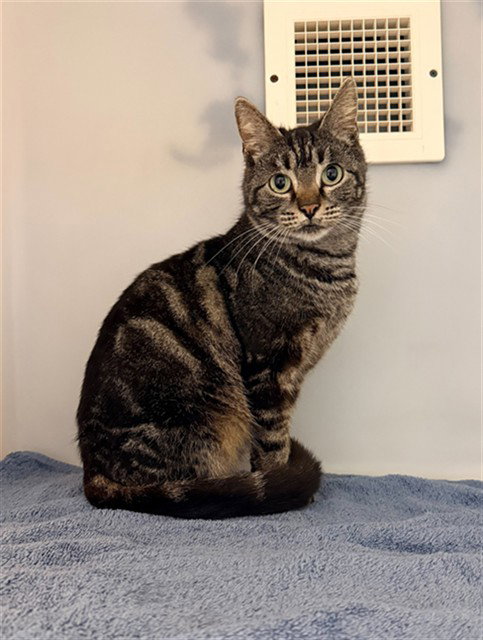 COFFEE CAKE, an adoptable Domestic Short Hair in Statesville, NC