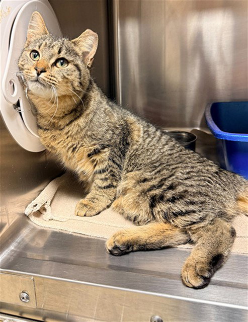 NAMI, an adoptable Domestic Short Hair in Statesville, NC