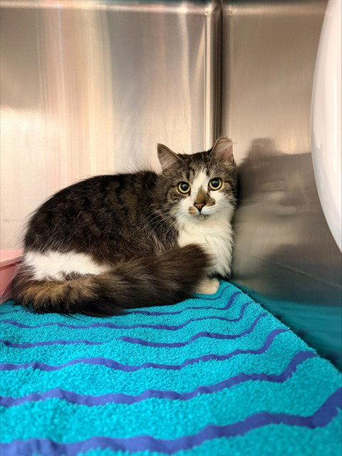 MACHO, an adoptable Domestic Medium Hair in Statesville, NC