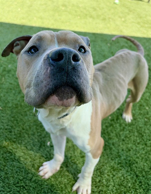 SAMMY, an adoptable Pit Bull Terrier in Statesville, NC