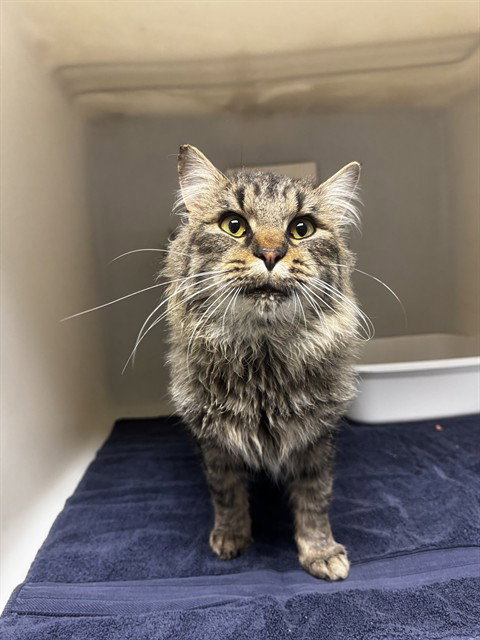 DAMIEN, an adoptable Domestic Long Hair in Statesville, NC