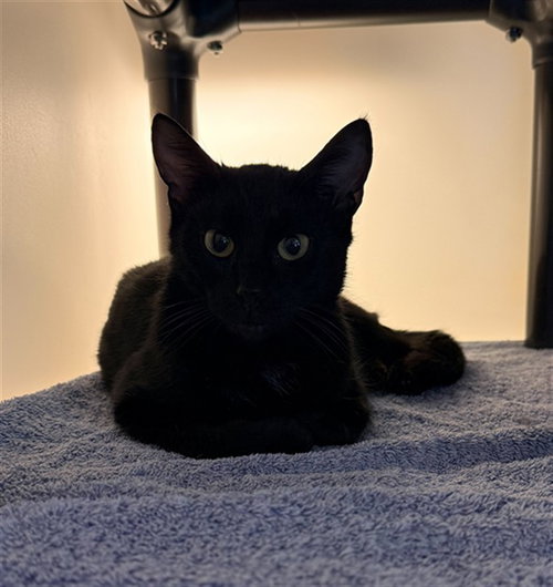 SUNDAY, an adoptable Domestic Short Hair in Statesville, NC