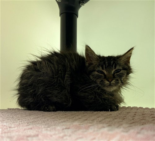 MAXINE, an adoptable Domestic Medium Hair in Statesville, NC
