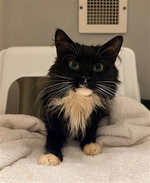 LUCIA, an adoptable Domestic Medium Hair in Statesville, NC