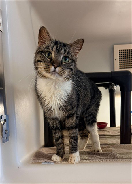 ARCHIE