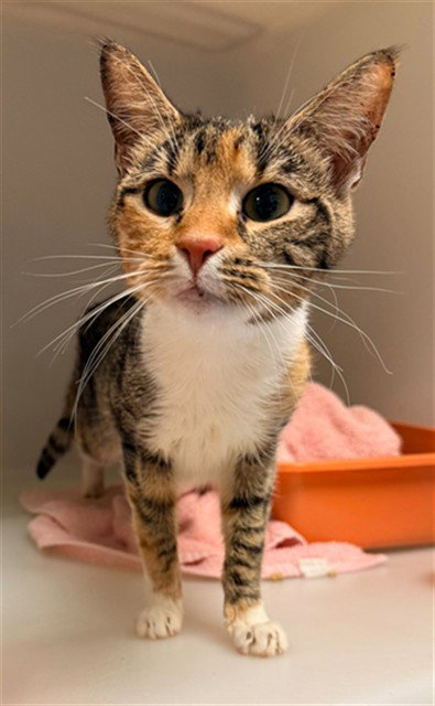 picture of the cat needing adoption