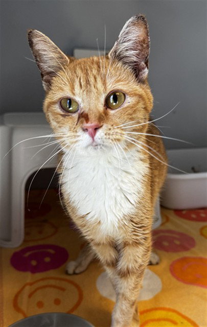 picture of the cat needing adoption