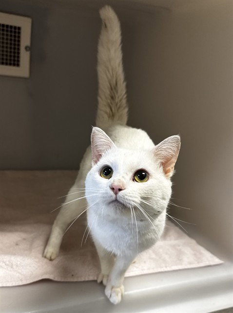 picture of the cat needing adoption