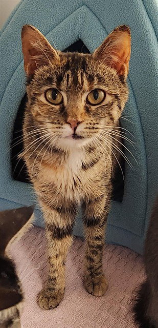 picture of the cat needing adoption