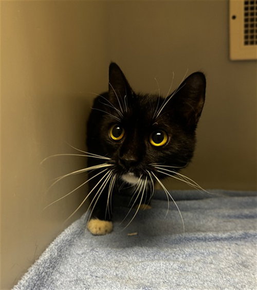 picture of the cat needing adoption
