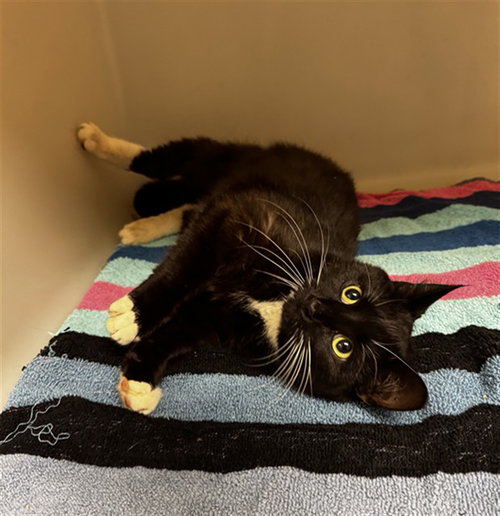 picture of the cat needing adoption