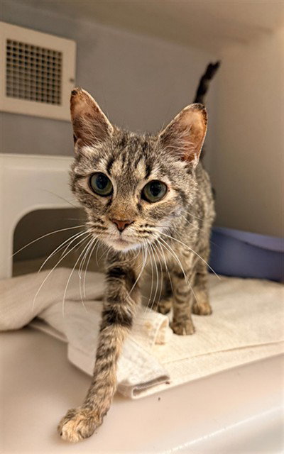picture of the cat needing adoption