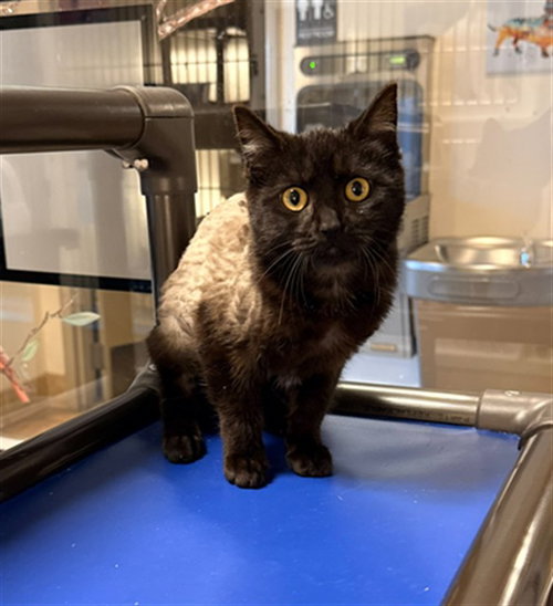 picture of the cat needing adoption