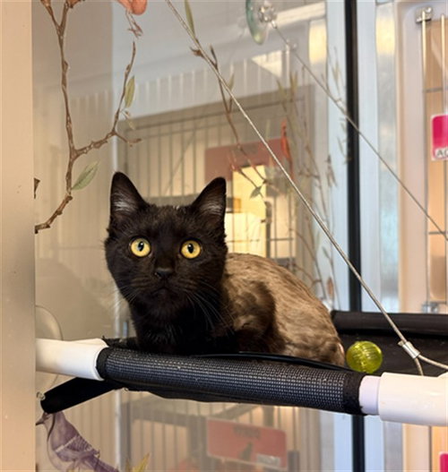 WAVERLY, Baby Domestic Short Hair (medium coat), cat for adoption in Hickory, North Carolina