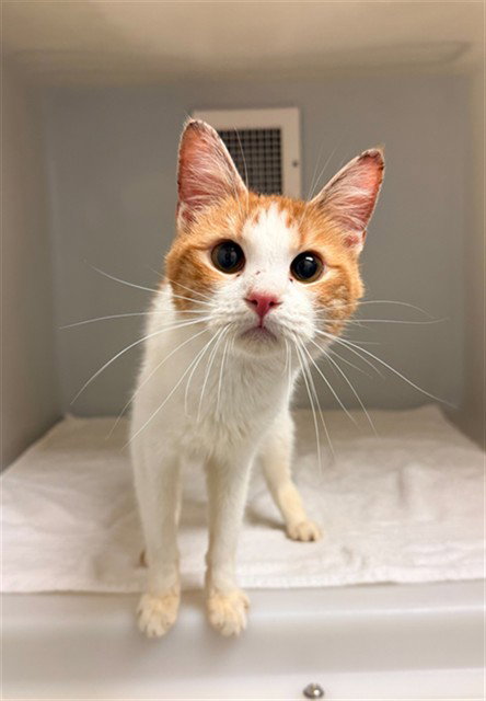 picture of the cat needing adoption