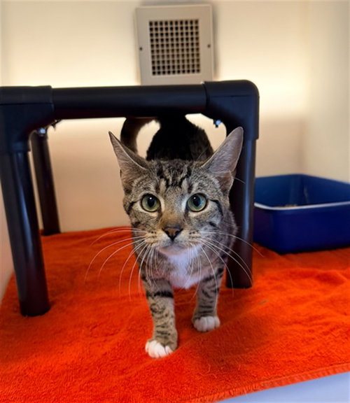picture of the cat needing adoption