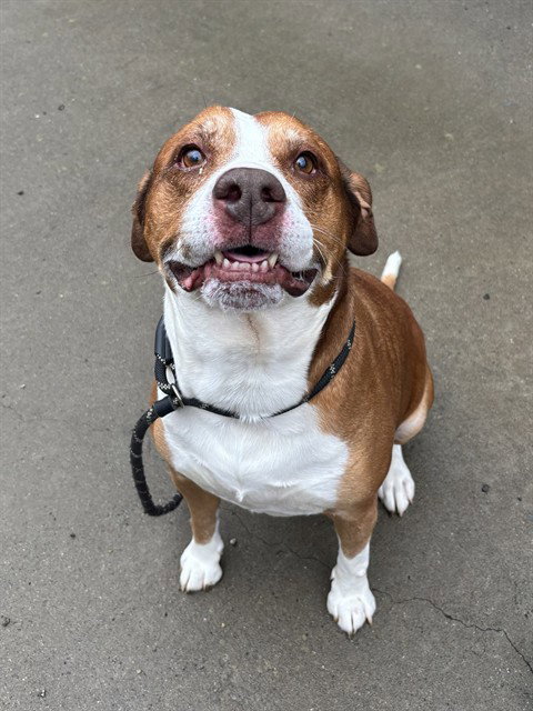 picture of the dog needing adoption