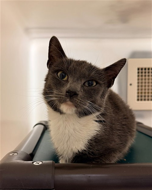 MARIANA, Adult Domestic Short Hair (medium coat), cat for adoption in Hickory, North Carolina