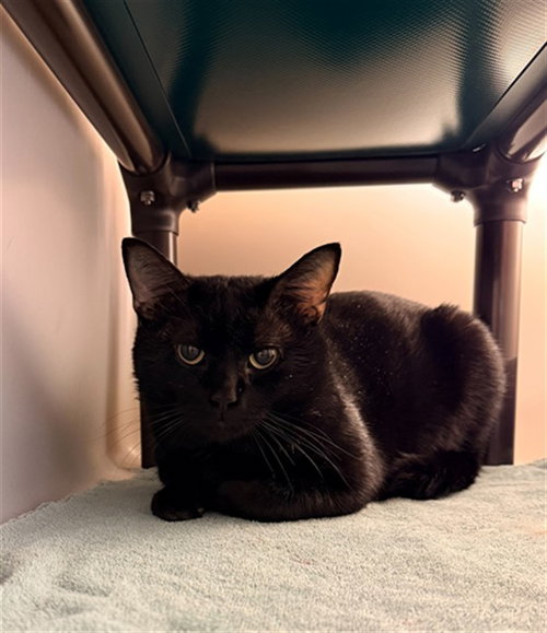 KING COBRA, Adult Domestic Short Hair (medium coat), cat for adoption in Hickory, North Carolina