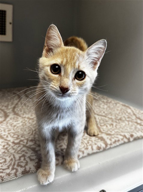 LEMON, Baby Domestic Short Hair (medium coat), cat for adoption in Hickory, North Carolina