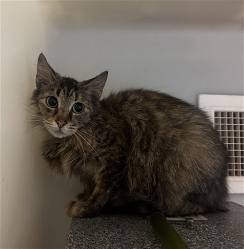 PRESLEY, Adult Domestic Medium Hair (medium coat), cat for adoption in Hickory, North Carolina
