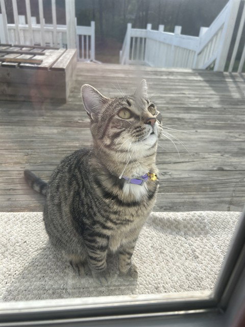 CC, Young Domestic Short Hair (medium coat), cat for adoption in Hickory, North Carolina