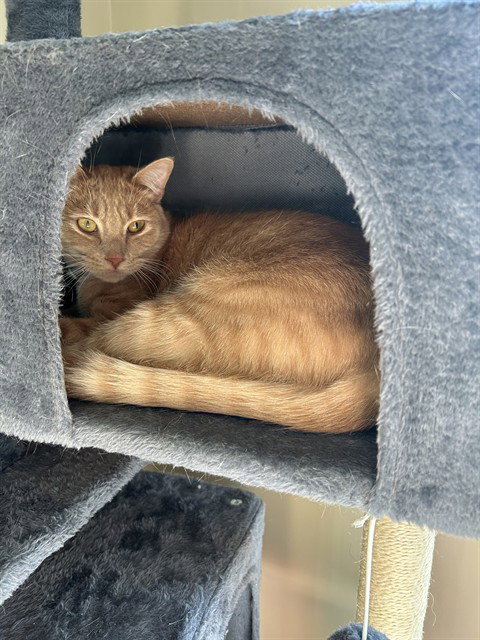 GRAHAM, Young Domestic Short Hair (medium coat), cat for adoption in Hickory, North Carolina