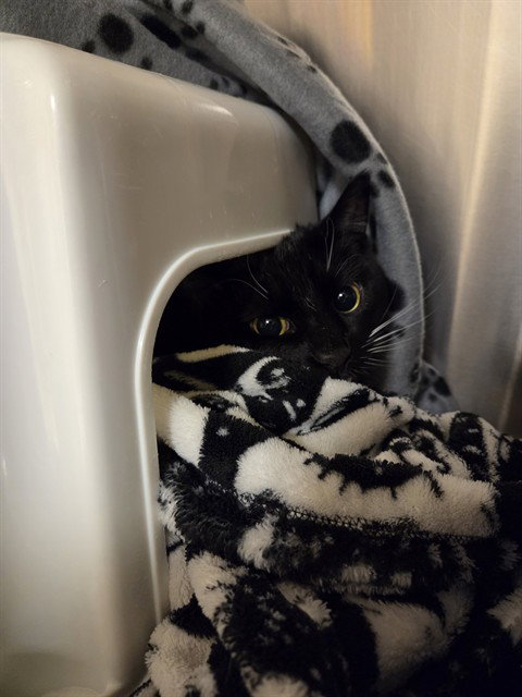 SAITAMA, Adult Domestic Short Hair (medium coat), cat for adoption in Hickory, North Carolina