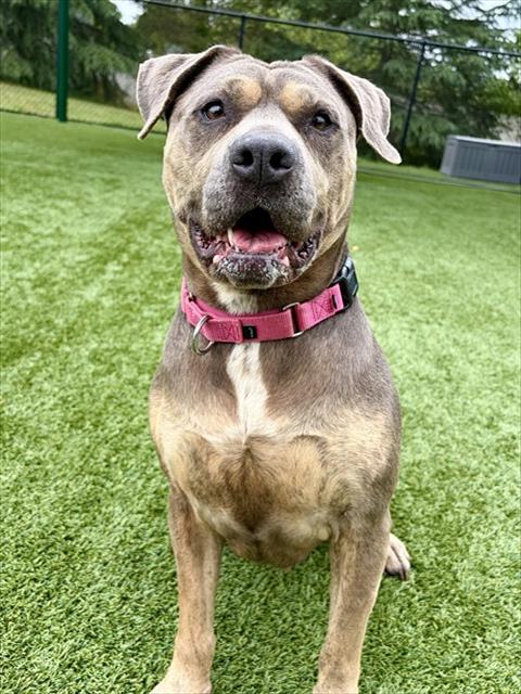 MADEA, an adoptable Pit Bull Terrier in Statesville, NC