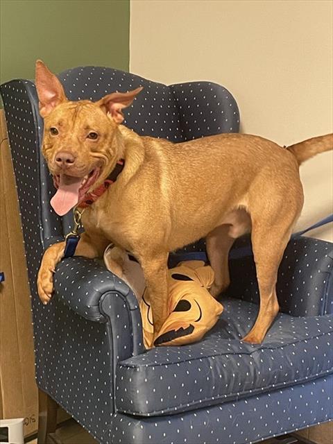 BLU, an adoptable Pit Bull Terrier in Statesville, NC